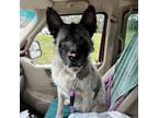 Adopt Ava a Akita