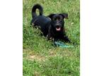 Adopt Ginebra a Black Labrador Retriever, Miniature Schnauzer