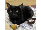 Adopt Chanel a Domestic Short Hair