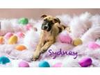 Adopt Sydney a Labrador Retriever