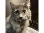 Adopt Renegade a Domestic Long Hair