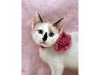 Adopt Emerald a Snowshoe, Siamese