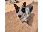 Adopt Sydney a Australian Cattle Dog / Blue Heeler