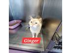 Adopt Ginger a Domestic Short Hair