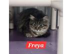Adopt Freya a Domestic Medium Hair