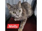 Adopt Molly a Domestic Short Hair