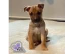 Adopt Perdie - Movie Star Litter a Pit Bull Terrier, German Shepherd Dog