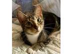 Adopt BEBE a Domestic Short Hair