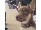 Adopt L'Anza a Husky, German Shepherd Dog