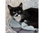 Adopt Trixie (total lap cat & likes to chat) a Domestic Short Hair
