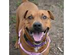 Adopt Karmen a Rottweiler, Pit Bull Terrier