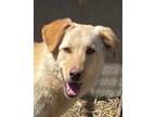 Adopt Pricilla a Labrador Retriever, Mixed Breed