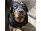 Adopt Clover CFS 240021385_2 a Rottweiler