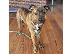 Adopt Willow a Pit Bull Terrier, Mixed Breed