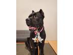 Adopt Kenna a Cane Corso