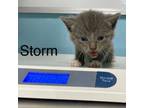 Adopt Storm a Domestic Short Hair