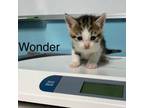 Adopt Wonder a Domestic Short Hair