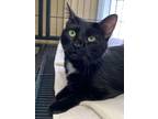 Adopt Buttercup a Domestic Short Hair