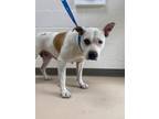 Adopt Dottie (w 33rd) a Mixed Breed