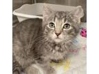 Adopt Snuggle Bunny a Domestic Short Hair