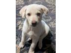 Adopt Poppy a Labrador Retriever, German Shepherd Dog