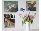 Adopt Lilly a Dachshund