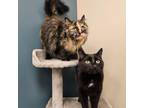 Adopt Annie (bonded w Bear) @ Smitten Kitten a Domestic Long Hair