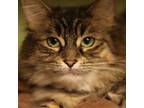 Adopt Pink (barn or outdoor cat) a Domestic Long Hair, Tabby