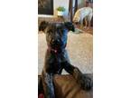 Adopt Penelope Jane - Michigan a Dutch Shepherd