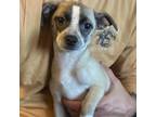 Adopt Daisy a Jack Russell Terrier