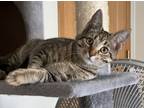 Adopt Sarah a Tabby, Domestic Short Hair