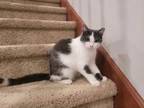 Adopt Sophie a Domestic Short Hair