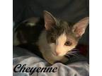 Adopt Cheyenne (Adorable, sweet, and sociable, she's a purr machine waiting for
