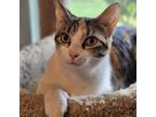 Adopt Mina a Domestic Short Hair, Siamese