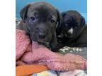 Adopt Candy & Cupid a Labrador Retriever