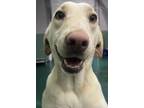 Adopt Honeybun a Yellow Labrador Retriever