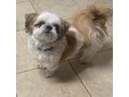 Adopt Bailey a Shih Tzu