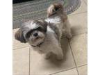 Adopt Zoe a Shih Tzu