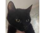 Adopt Poppet a Domestic Short Hair