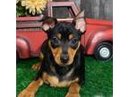 Miniature Pinscher Puppy for sale in Seneca Falls, NY, USA