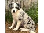 Wynndixie - Blue Merle Female2