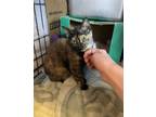 Adopt TOOTSIE ROLL a Domestic Short Hair