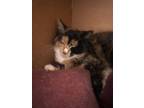 Adopt ZELDA a Domestic Short Hair