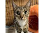 Adopt Trouble a Domestic Short Hair