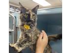 Adopt Birdie a Domestic Short Hair