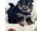 Pomeranian Puppy for sale in Orlando, FL, USA