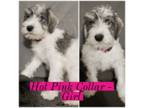 Schnauzer (Miniature) Puppy for sale in Sioux Falls, SD, USA