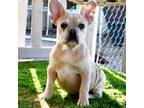 French Bulldog Puppy for sale in Tucson, AZ, USA