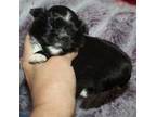 Shih Tzu Puppy for sale in Roseville, OH, USA