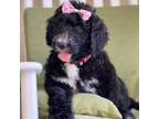 Mutt Puppy for sale in Sanford, FL, USA